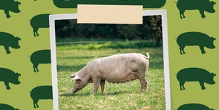 Animals in the Quran: Swine or pigs
