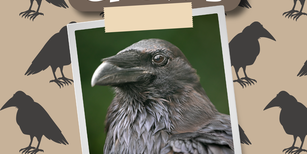 Animals in the Quran: Crows