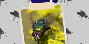 Animals in the Quran: Fly