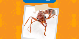 Animals in the Quran: Ant