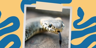Animals in the Quran: Snakes