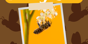 Animals in the Quran: Honeybee